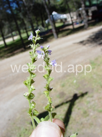 speedwell, common